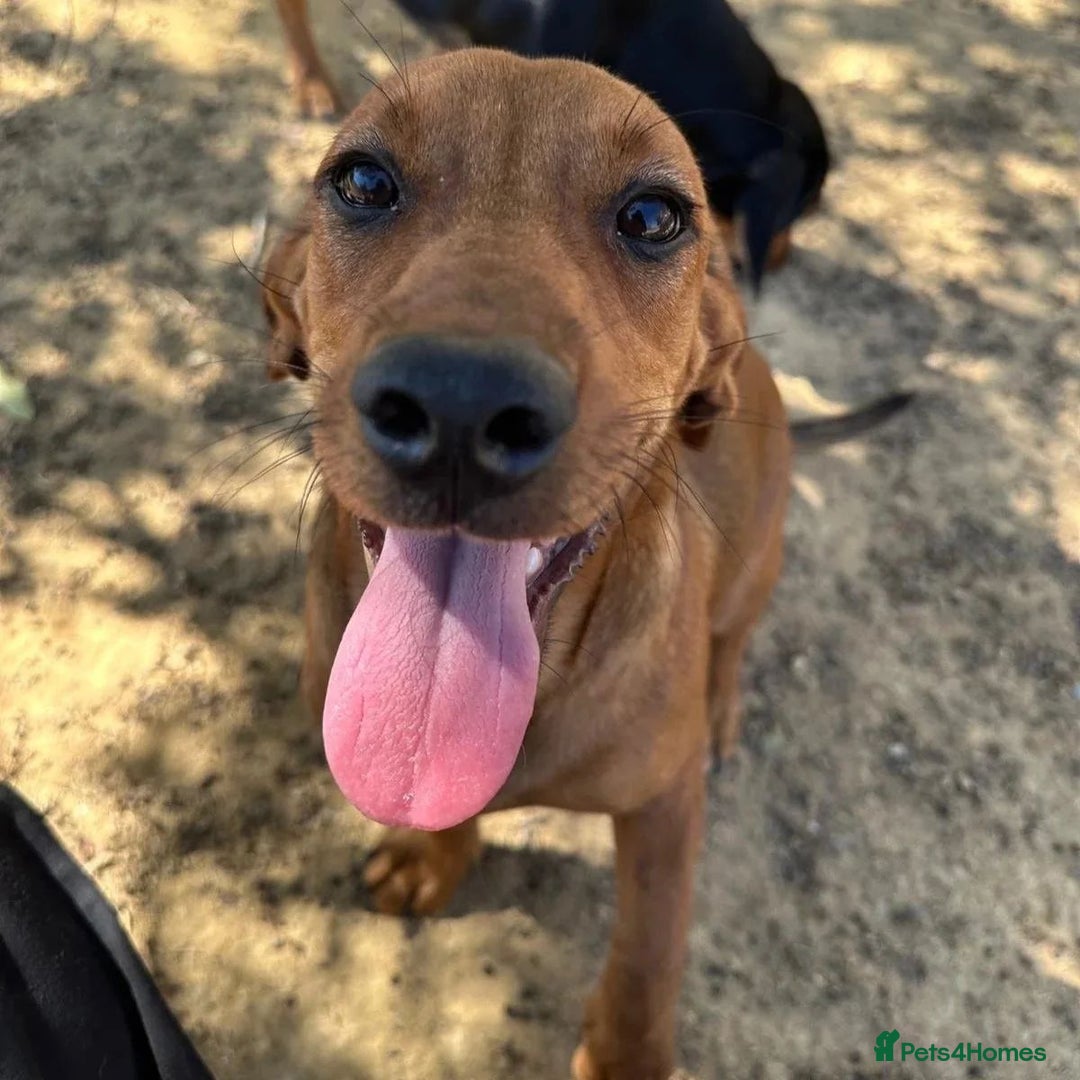 Mixed Breed dogs for adoption: Woody (Mini hound mix) - Advert 7