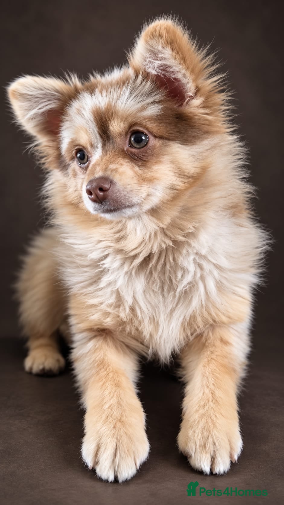 Pomeranian dogs Chocolate Tri-colour Merle Pomeranian - Advert 13