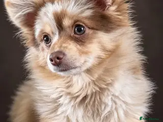 Pomeranian dogs Chocolate Tri-colour Merle Pomeranian - Advert 1