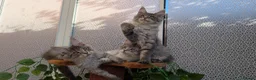 Maine Coon cats for sale: Stunning Maine coon kittens - Advert 3