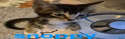 Mixed Breed cats for sale: Beautiful loved , healthy kitten's  in Bournemouth - Advert 20