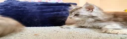 Maine Coon cats for sale: Two registered mainecoon kittens (1 poly)  - Advert 5