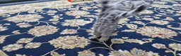 Domestic Shorthair cats for sale: Lovely, Friendly and Intelligent Cat for Sale in Paignton - Advert 2