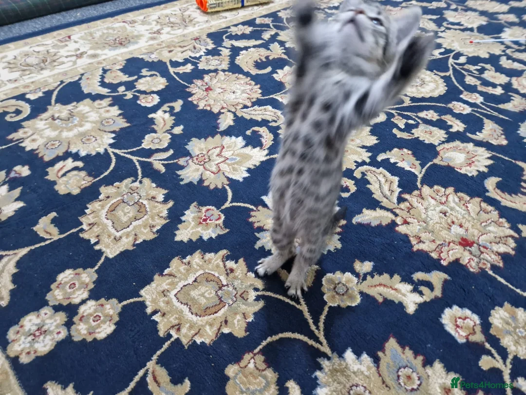 Domestic Shorthair cats for sale: Lovely, Friendly and Intelligent Cat for Sale in Paignton - Advert 2