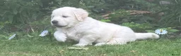 Golden Retriever dogs for sale: Gorgeous Chunky Golden Retriever Puppies - Advert 23