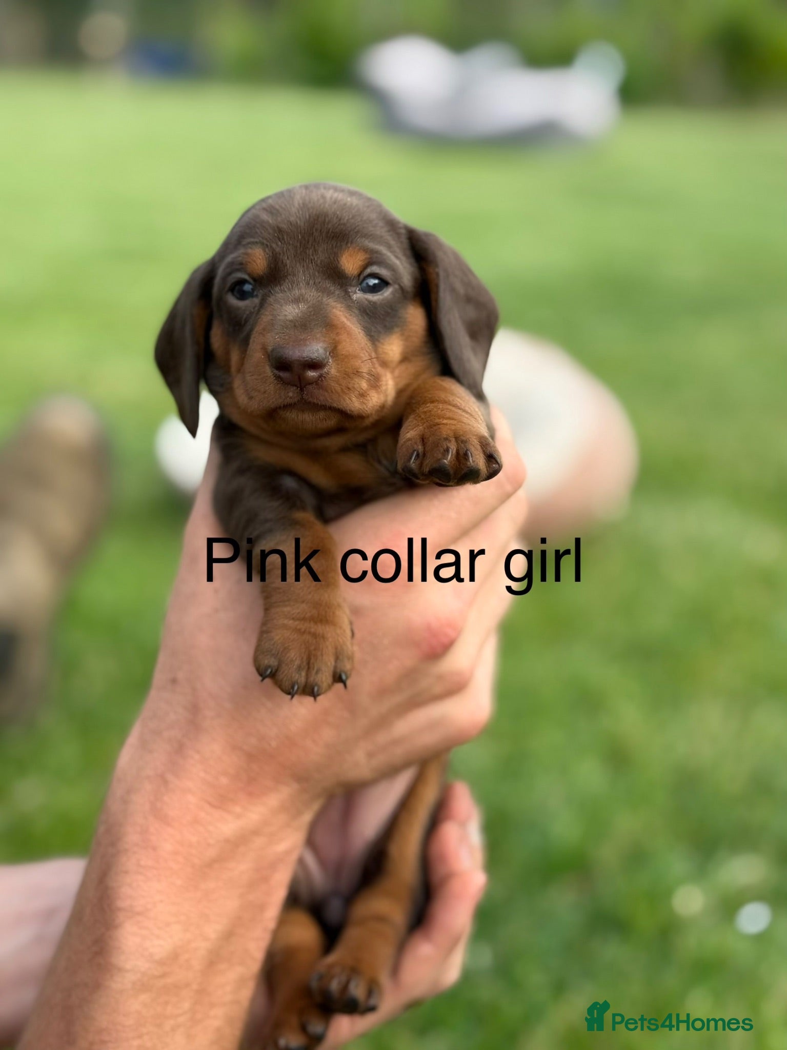 Miniature Dachshund dogs READY TO GO NOW miniature dachshund puppies  - Advert 1