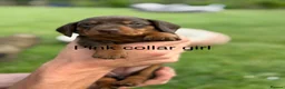 Miniature Dachshund dogs for sale: Beautiful miniature dachshund puppies available  - Advert 7