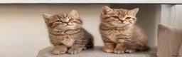 British Shorthair cats for sale: Pedigree tabby British shorthair lilac chocolate  - Advert 9