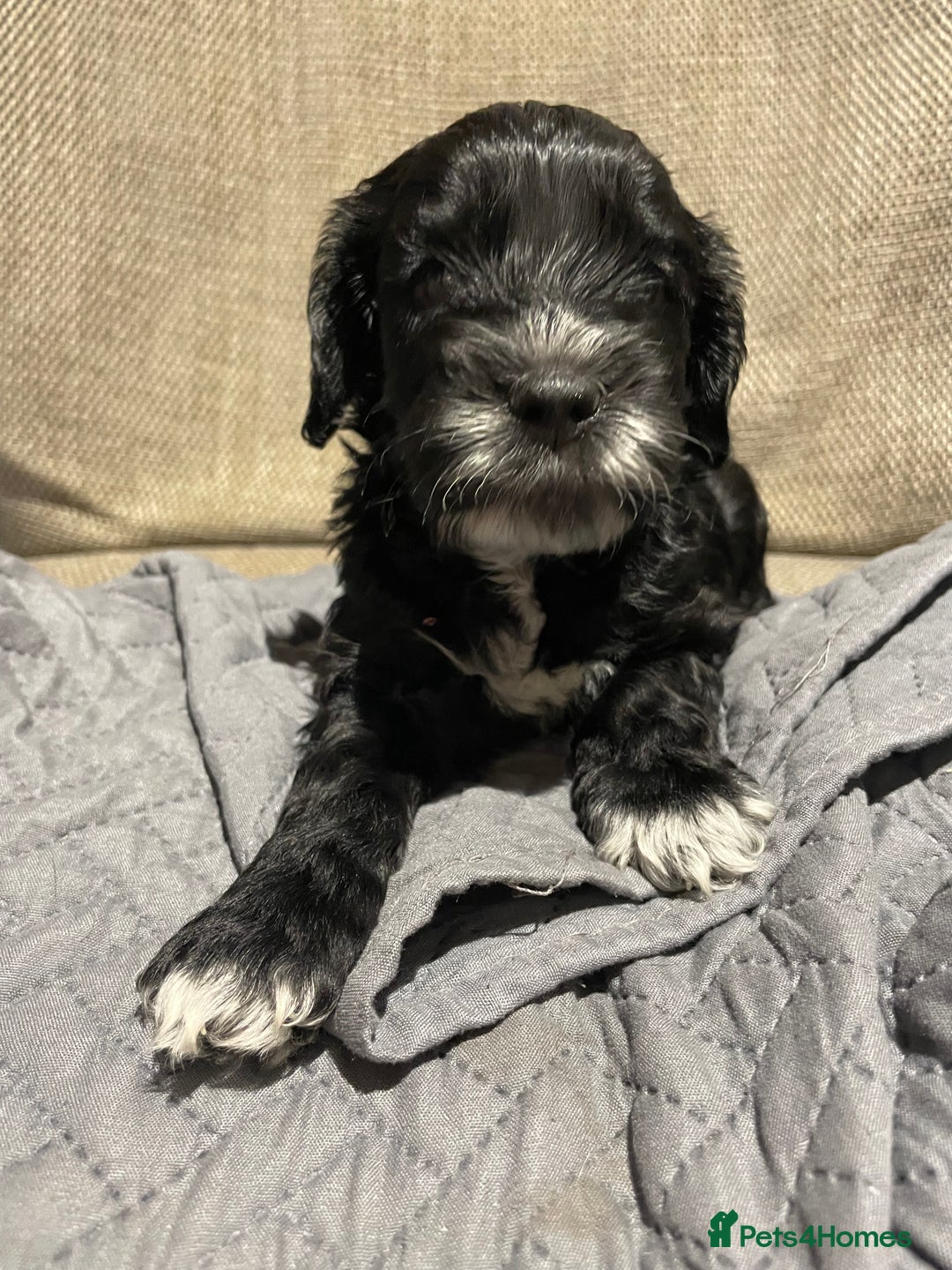 Cockapoo dogs for sale: F1 Cockerpoo pups. KC parents & health tests - Image 8