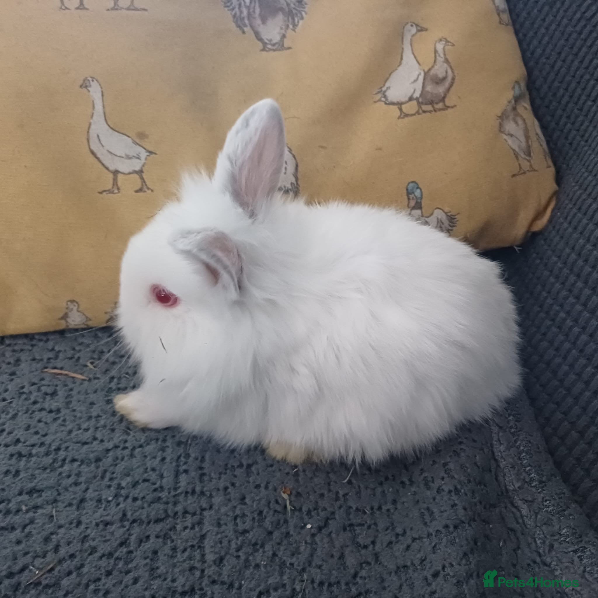 Mini Lion Lop rabbits Lion Lop Litter of Bunnies - Advert 13