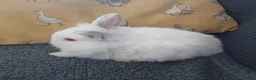 Mini Lion Lop rabbits for sale: Lion Lop Litter of Bunnies - Advert 8