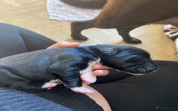 Mixed Breed dogs for sale: Beautiful pointer lab puppies!  - Image 11