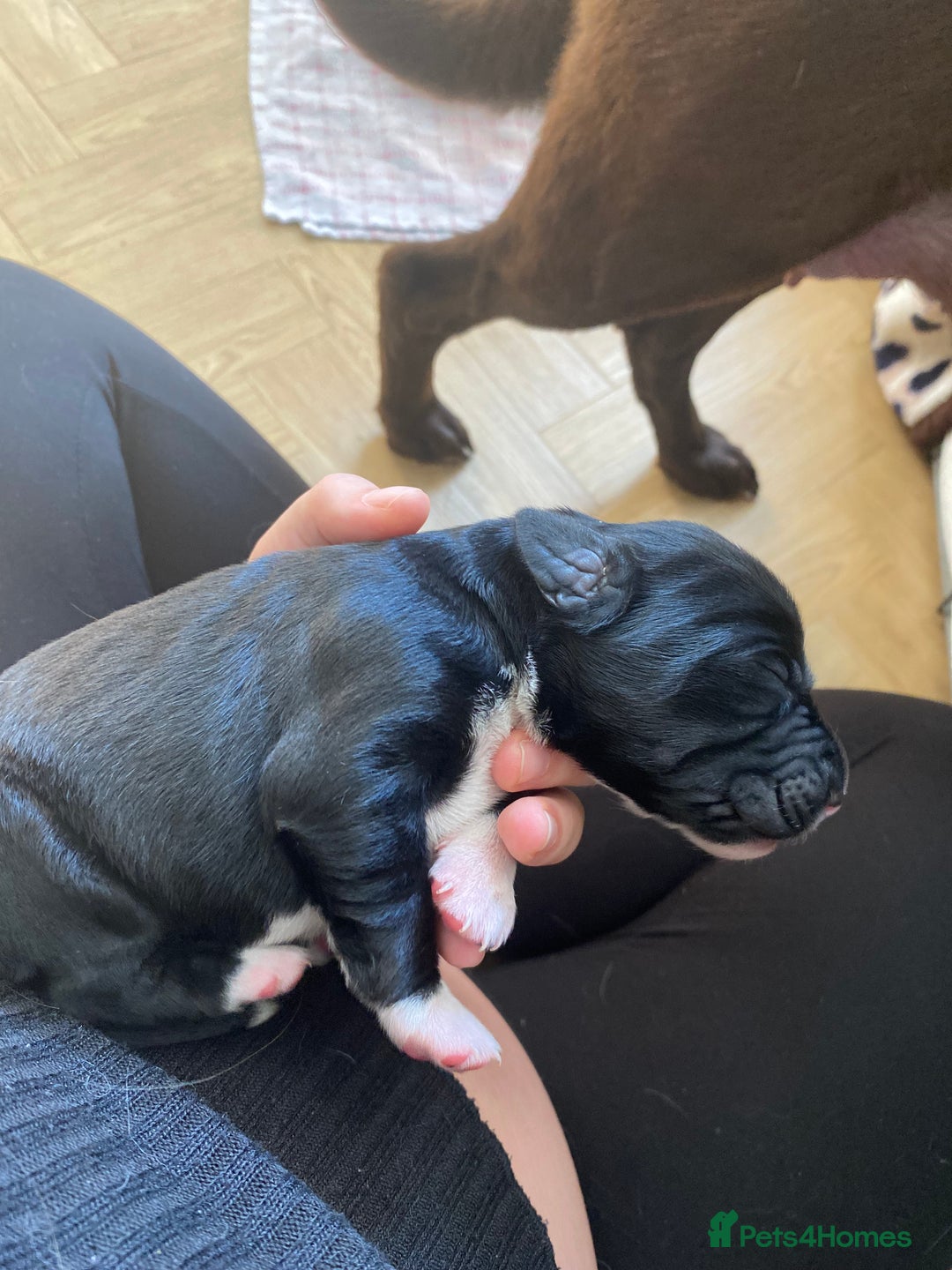 Mixed Breed dogs for sale: Beautiful pointer lab puppies!  - Image 11