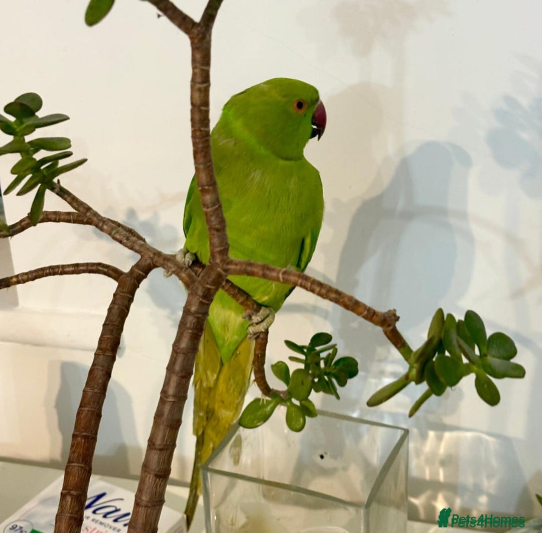 Ringnecks birds for sale: Loki looking for a new home. - Advert 3