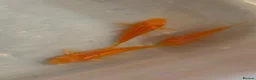 Corys fish for sale: Albino red lazer corys.  - Advert 1