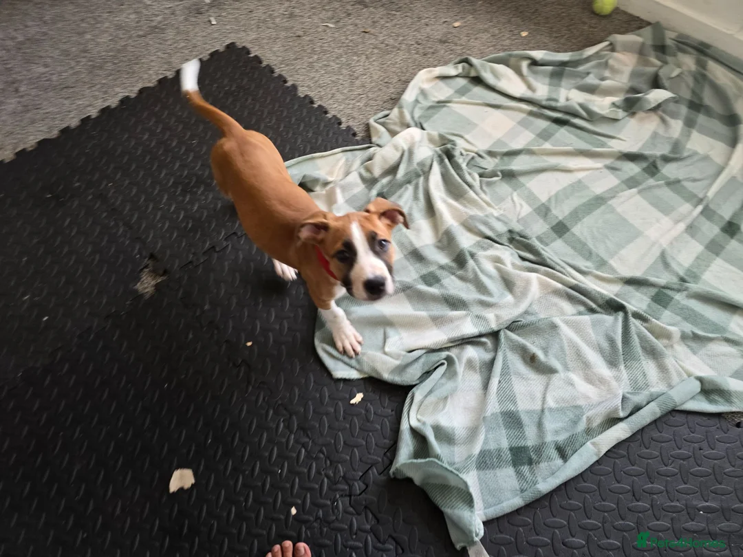 Mixed Breed dogs for sale: Ridgeback/American terrier/ english bulldog mix  in Coventry - Advert 2