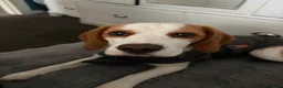 Beagle dogs for sale: Simba returnee - Advert 2
