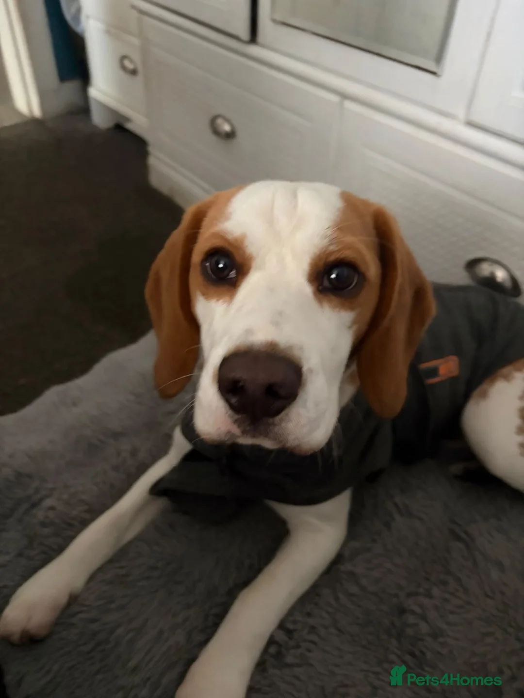 Beagle dogs for sale: Simba returnee - Advert 2
