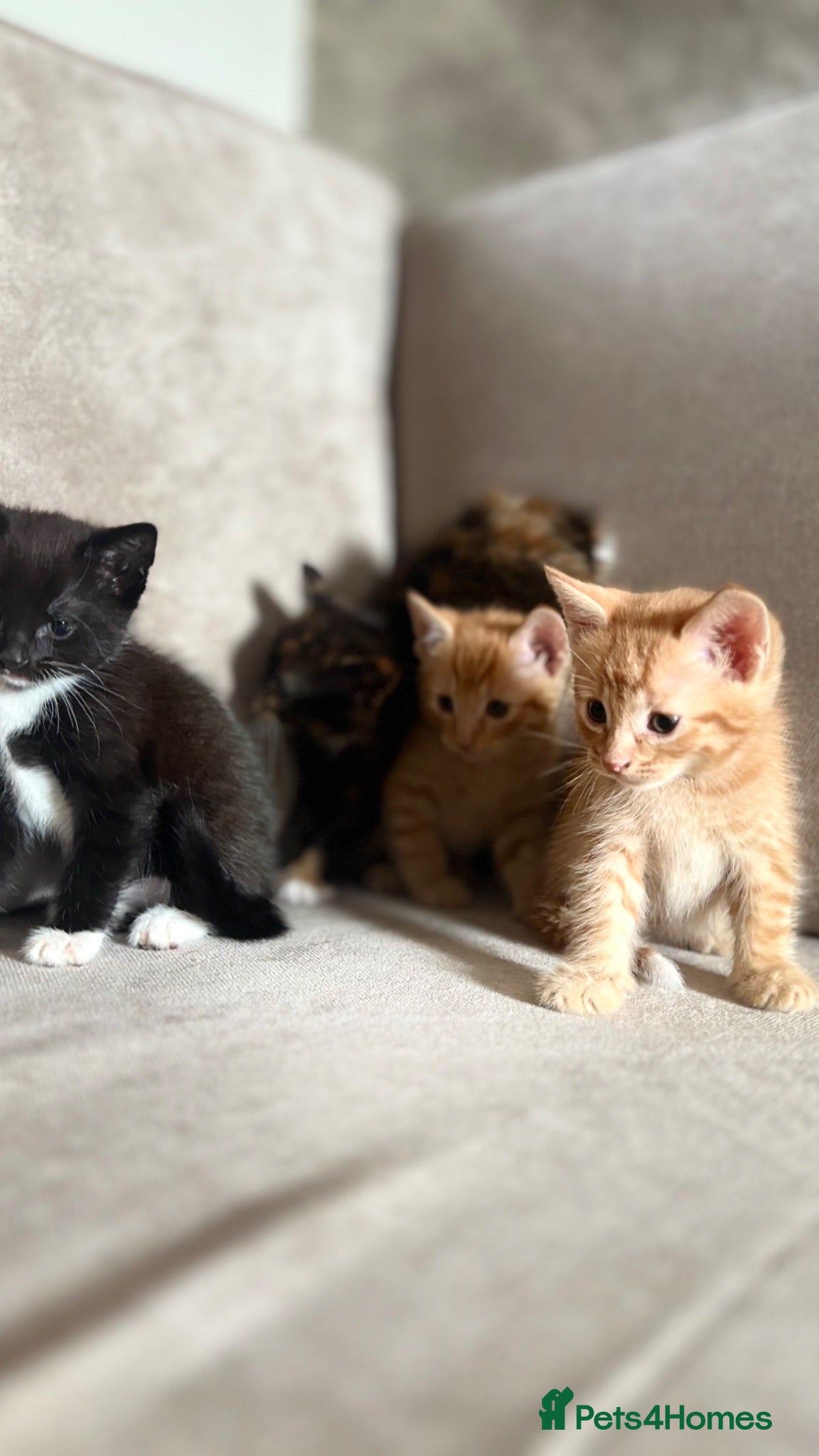 Mixed Breed cats Bengal cross kittens  - Advert 1