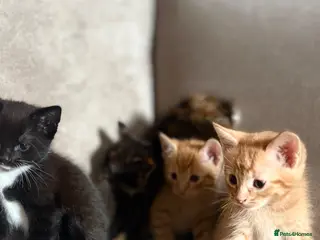 Mixed Breed cats Bengal cross kittens - Advert 1