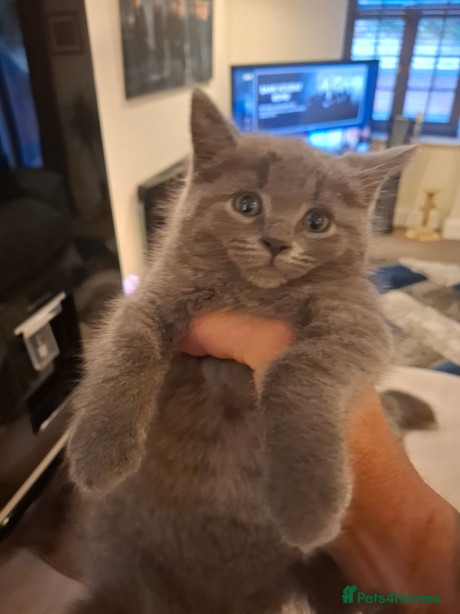 Mixed Breed cats Male boy grey short haired mixed 10 weeks old  - Advert 1