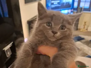 Mixed Breed cats Male boy grey short haired mixed 10 weeks old - Advert 1