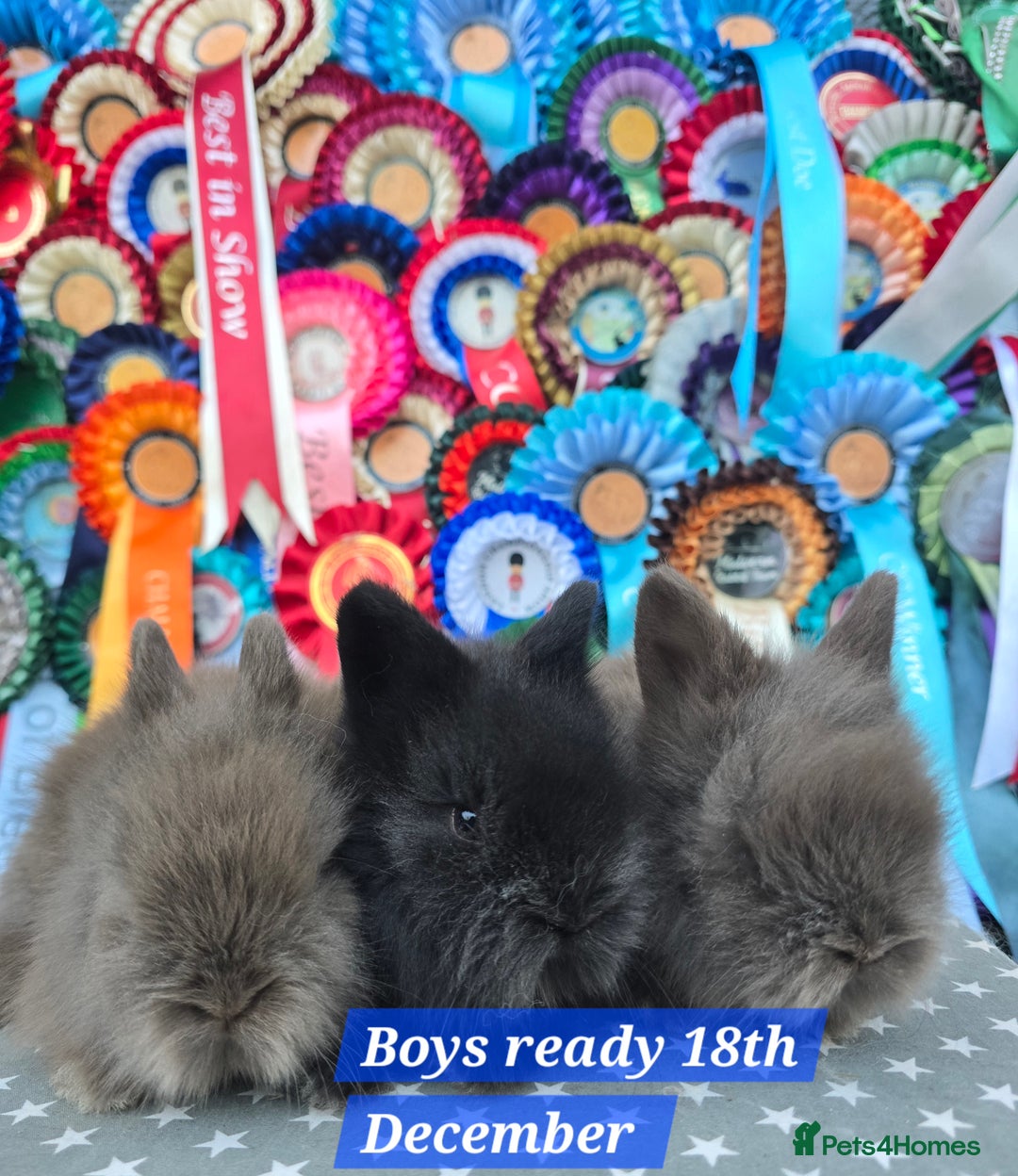 Lionhead rabbits for sale: Gorgeous Purebred Lionheads available  - Advert 7