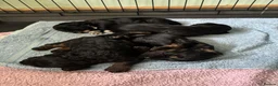 Cockapoo dogs for sale: Three beautiful female cockapoo  - Advert 7