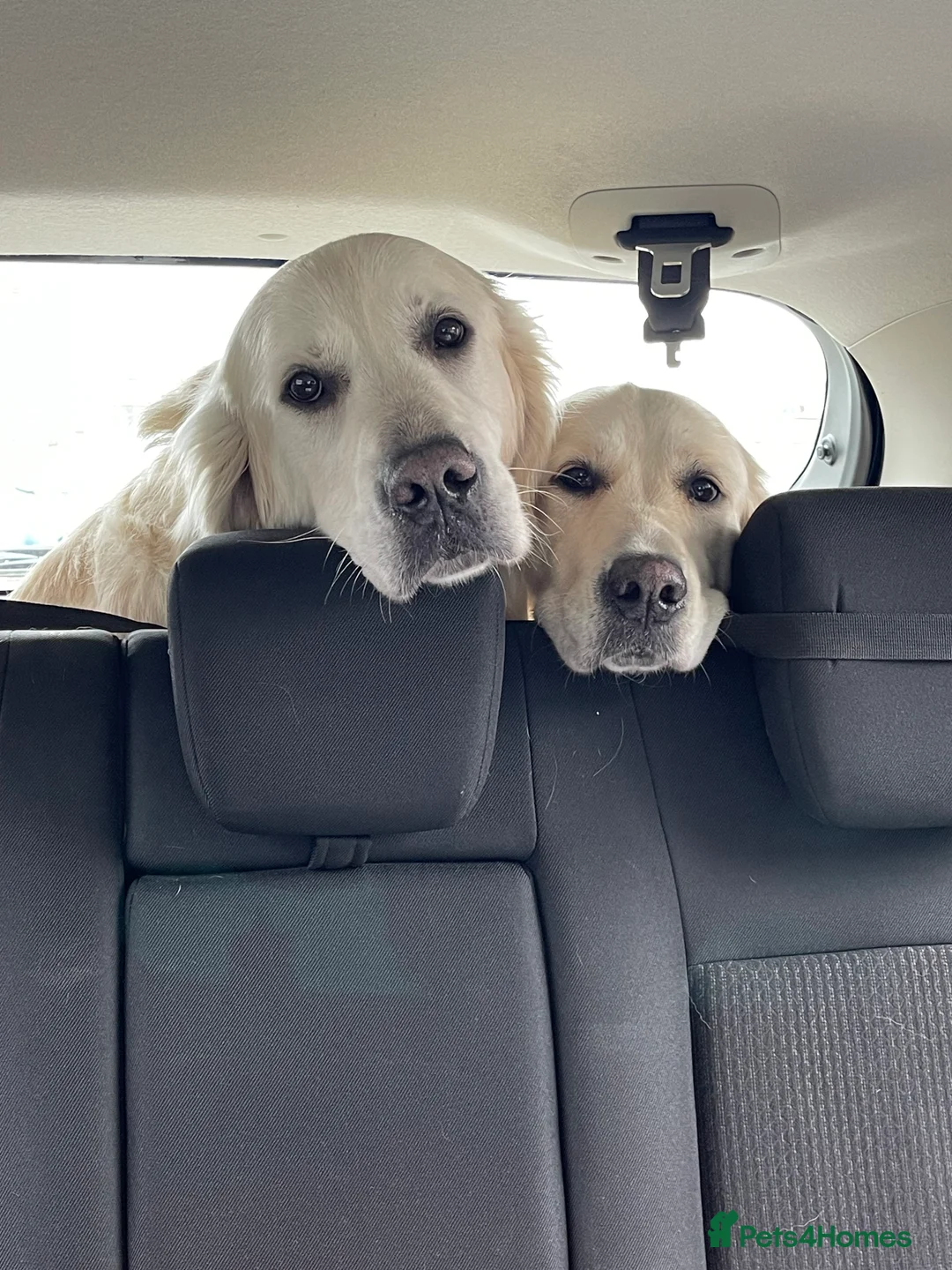 Golden Retriever dogs for sale: KC Registered golden retriever girl - Advert 2