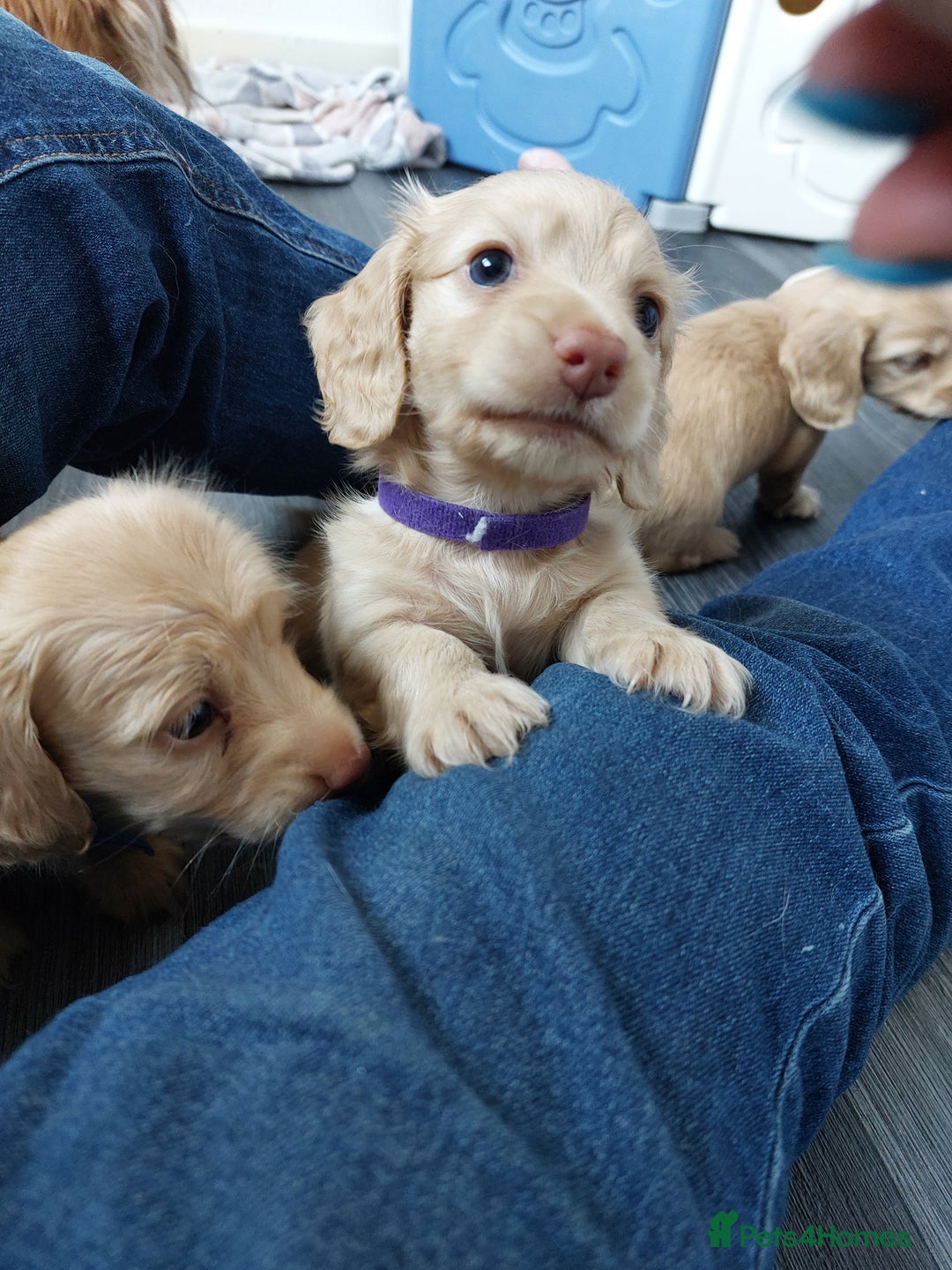 Miniature Dachshund dogs for sale: KC REG PRA CLEAR CREAM LONG HAIRED MINI DACHSHUNDS - Image 3
