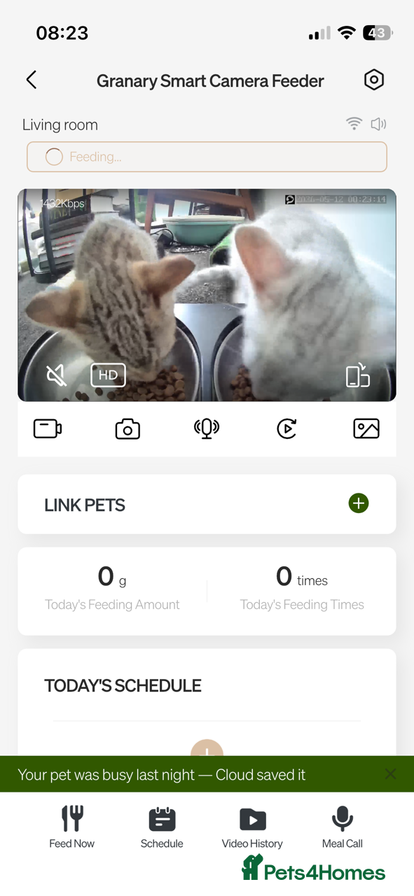 British Shorthair cats for sale: BHS x kittens - Advert 11
