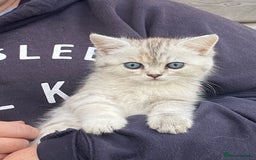 Persian cats for sale: Silver and Cream chinchilla kittens - Image 1