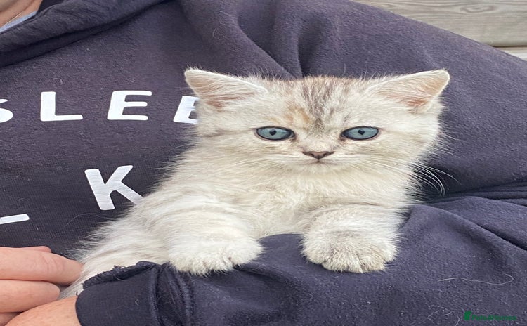 Persian cats - Advert 1