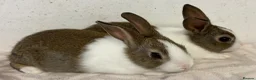 Dutch rabbits for sale: Baby Dutch bucks for sale  - Advert 3