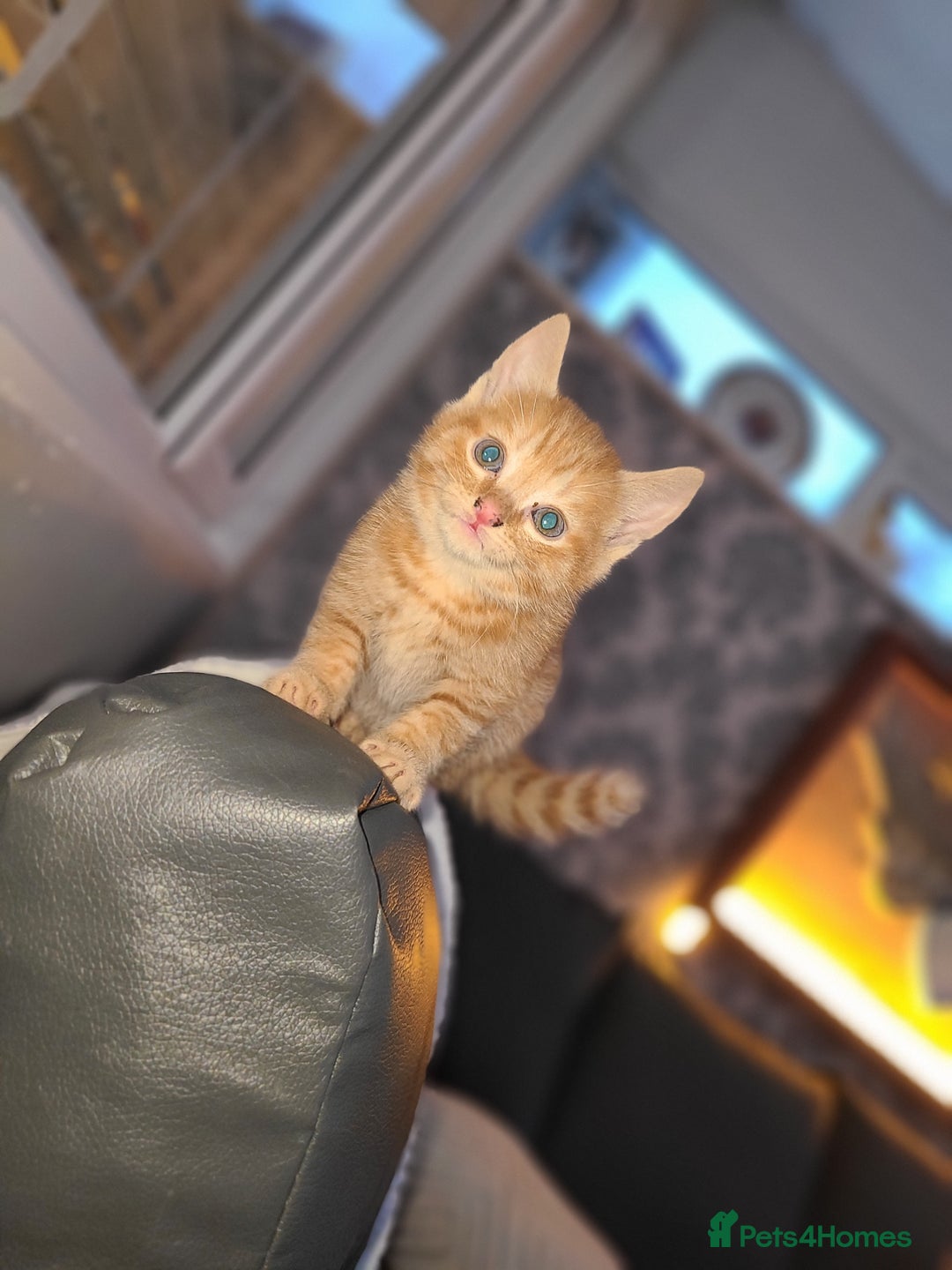 Mixed Breed cats for sale: Ginger tabby kitten  - Advert 1