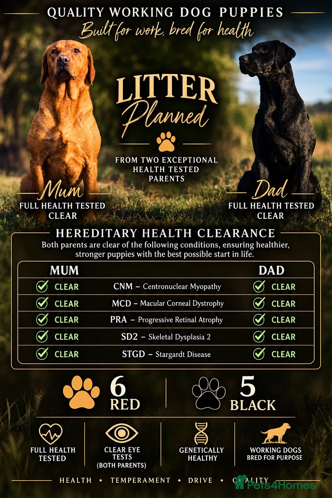 Labrador Retriever dogs for sale: Labrador retriever puppies - Advert 1