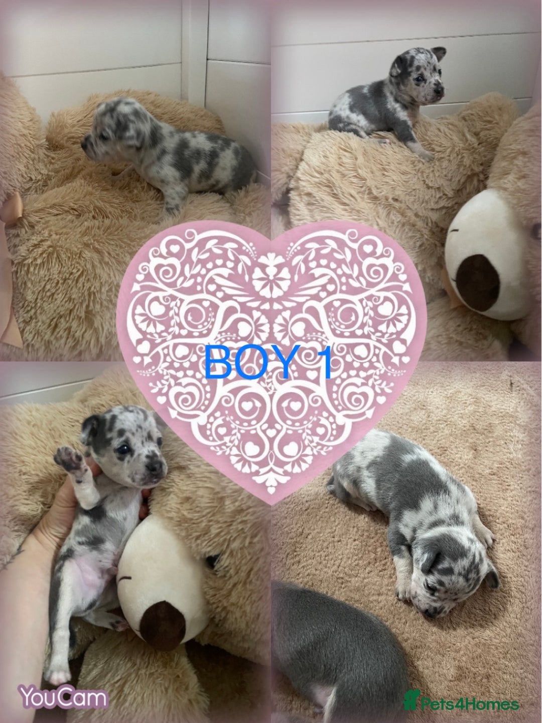 Chihuahua dogs for sale: Beautiful Merle Chihuahua Puppies  - Advert 5
