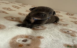 Staffordshire Bull Terrier dogs for sale: Beautiful puppies staffordshire bull terier 🥰 - Image 12