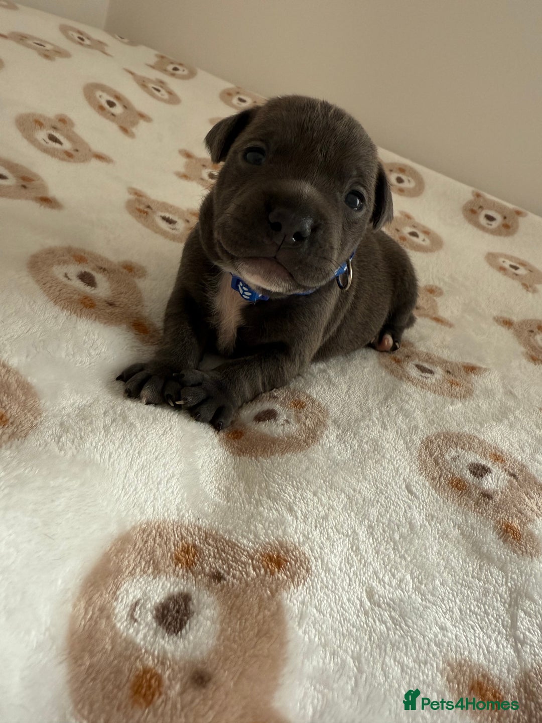 Staffordshire Bull Terrier dogs for sale: Beautiful puppies staffordshire bull terier 🥰 - Image 12