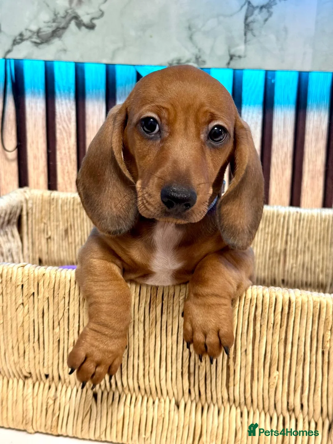 Miniature Dachshund dogs for sale: Last 2 boys miniature dachshund ready to leave now - Advert 7