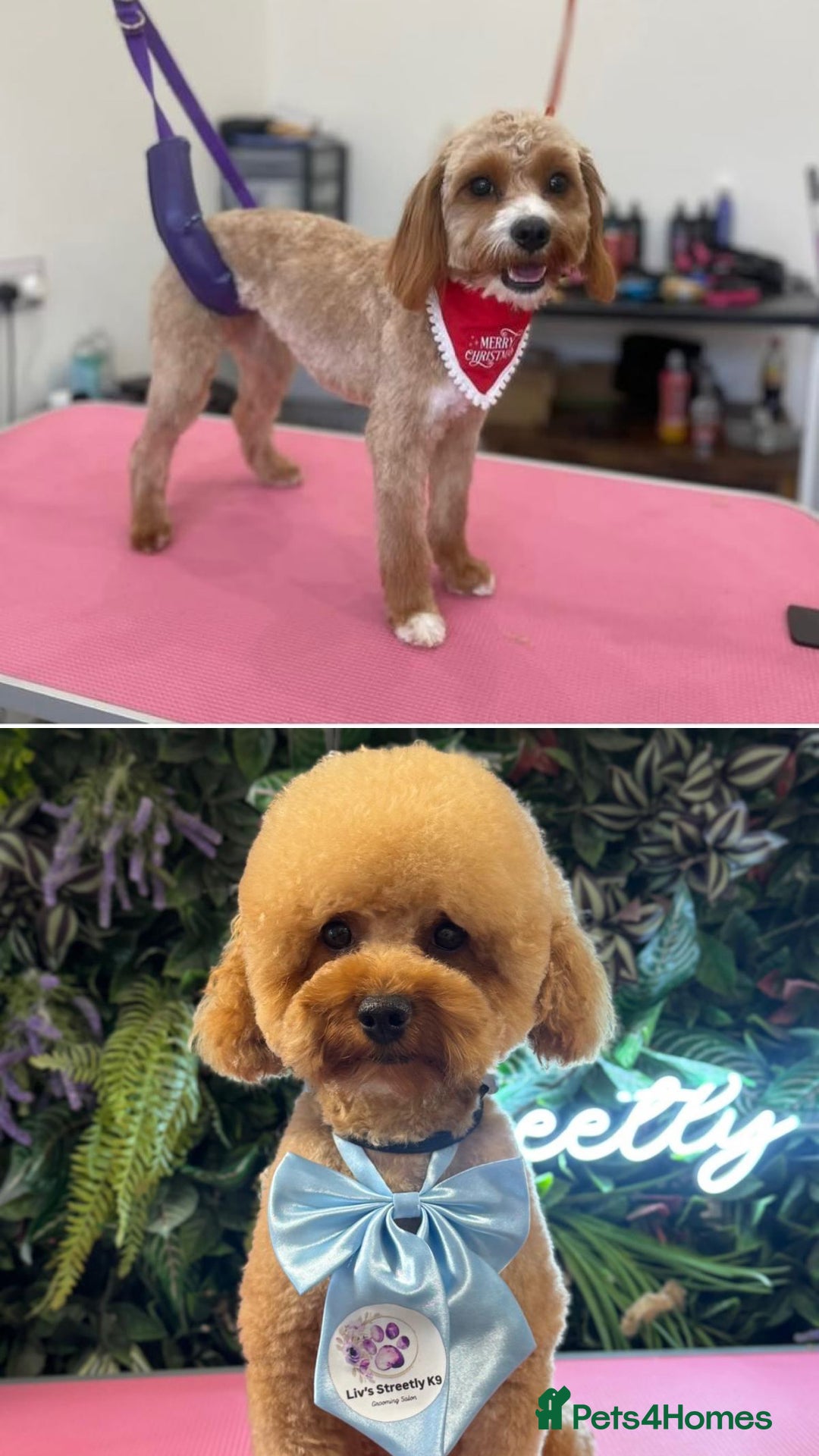 Cavapoo dogs for sale: Cavapoo Puppies FB1 - Advert 5