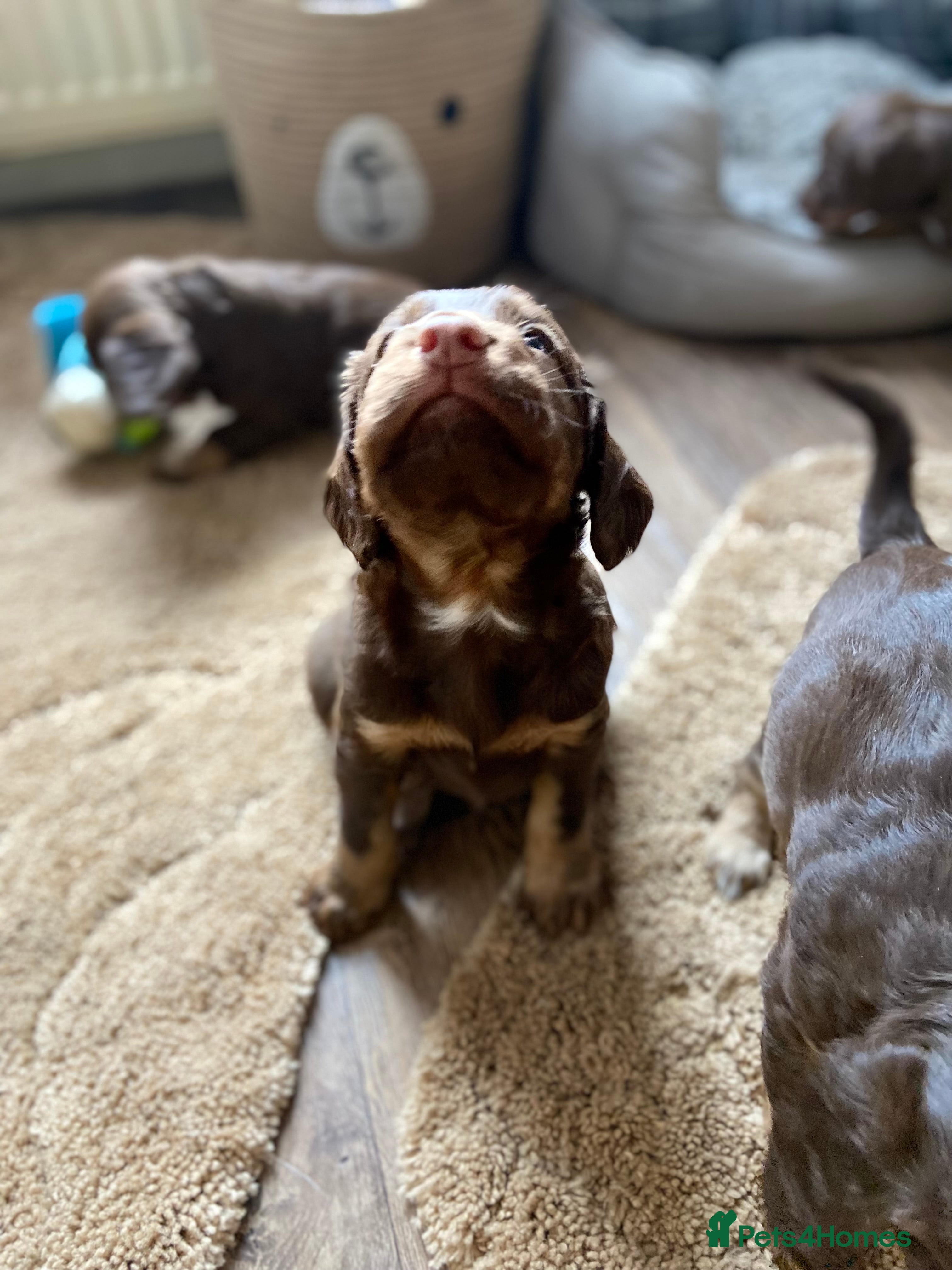 Cocker Spaniel dogs Tri colour working cocker spaniel puppies  - Advert 2