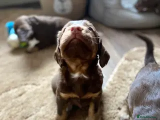 Cocker Spaniel dogs Tri colour working cocker spaniel puppies - Advert 2