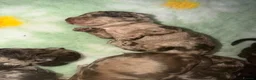 Labradoodle dogs for sale: Stunning Multigen Doodles - Advert 4
