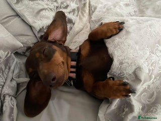 Miniature Dachshund dogs 1st TIME ADVERTISED, KC REG, TRUE MINI DACHSHUND - Advert 6