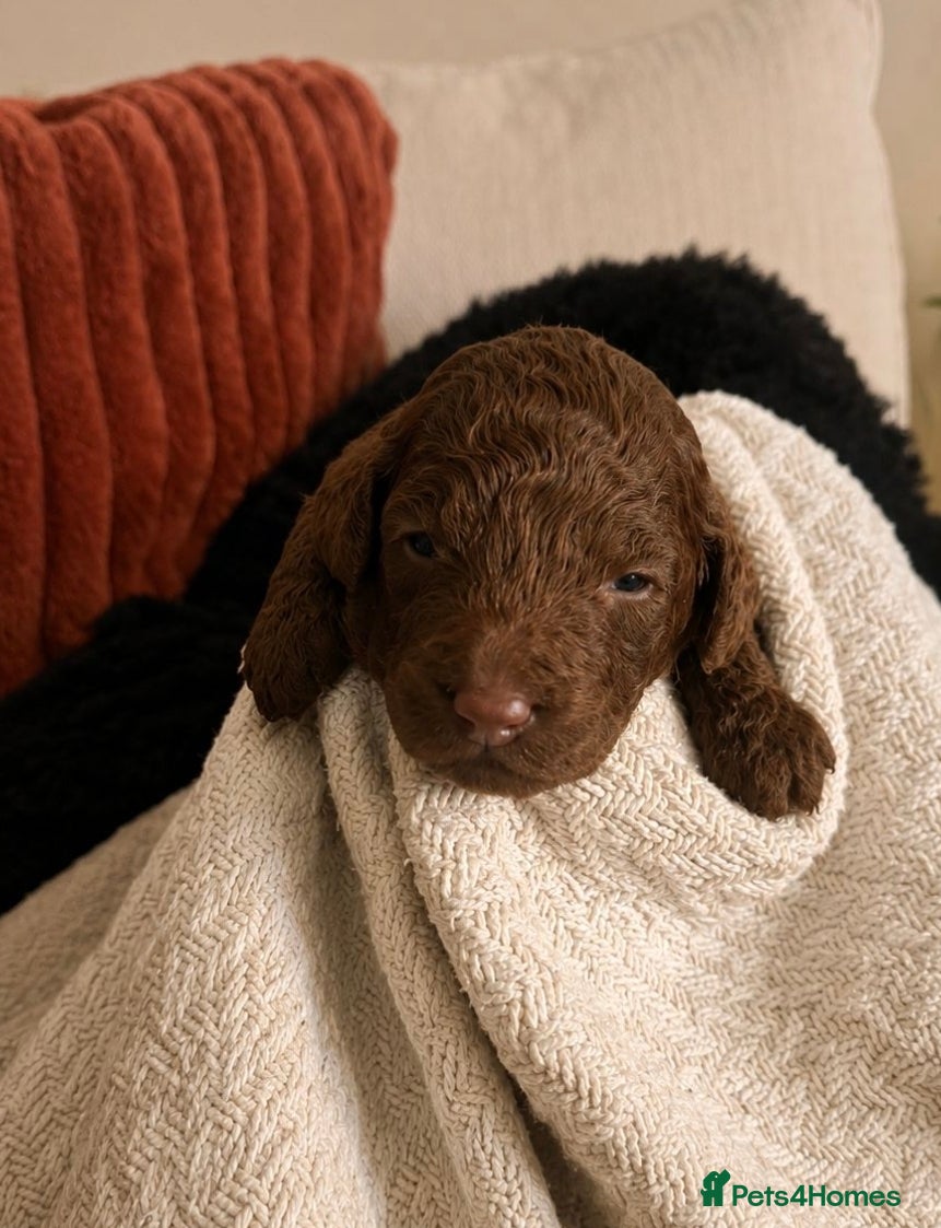 Miniature Poodle dogs for sale: Purebred Miniature Poodle Puppies - Advert 9