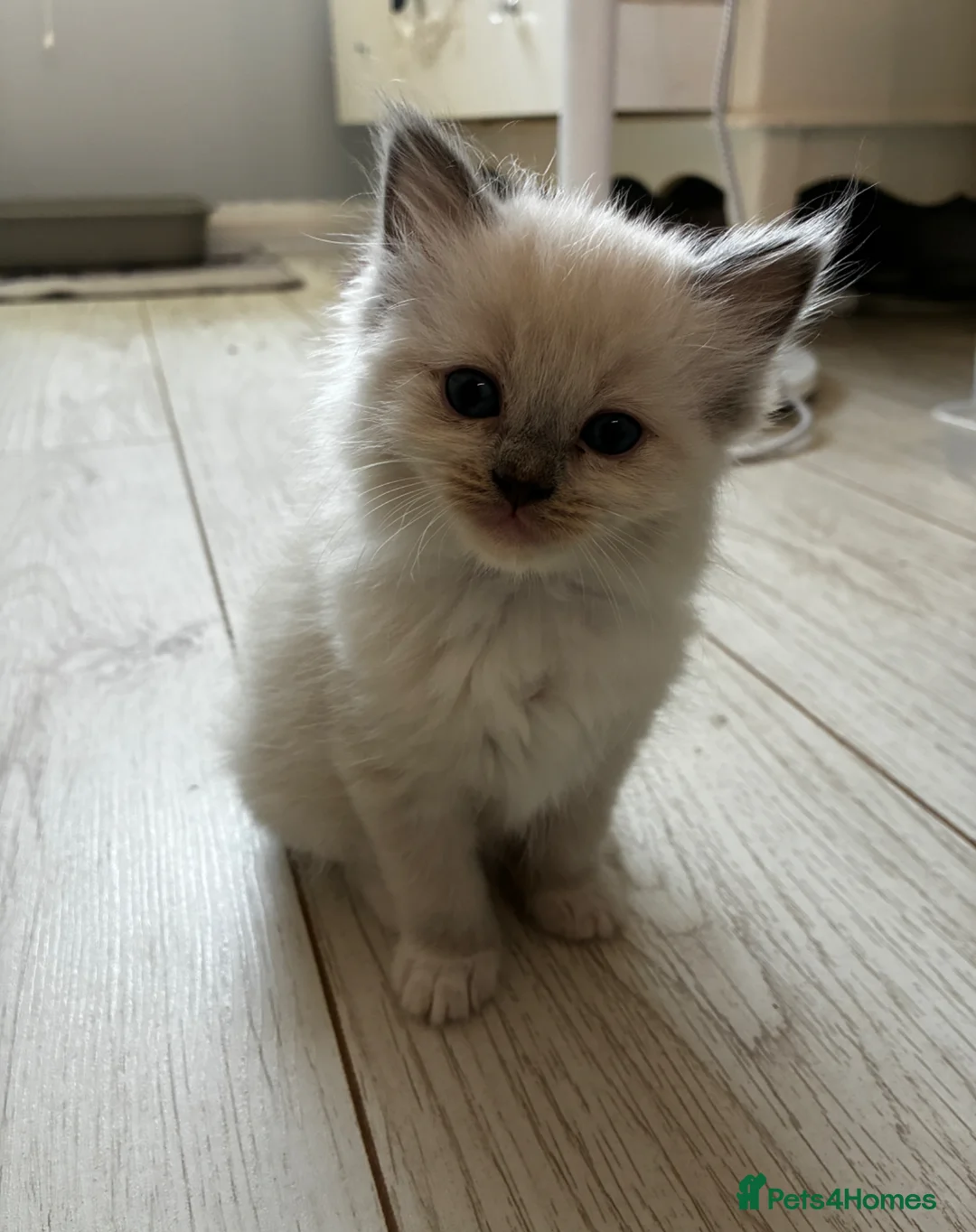 Ragdoll cats for sale: Ragdoll kittens - Advert 2