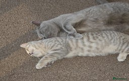 British Shorthair cats for sale: 6 month old lilac cream tabby male - Image 4