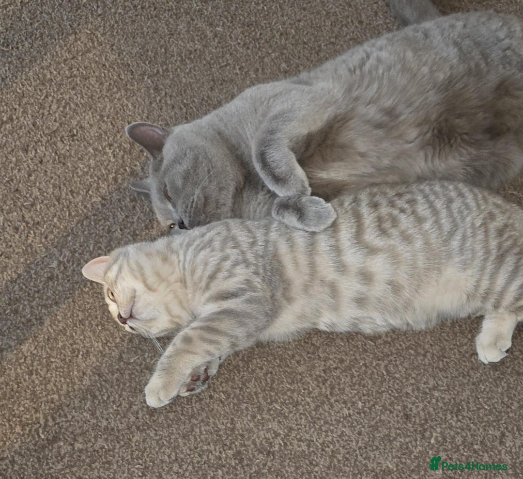 British Shorthair cats for sale: 6 month old lilac cream tabby male - Image 4