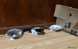 Mixed Breed cats for sale: Fluffy kittens ready soon  - Image 9